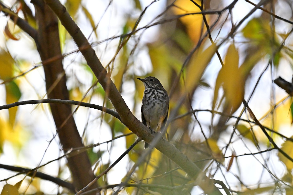 Hermit Thrush - ML645478225