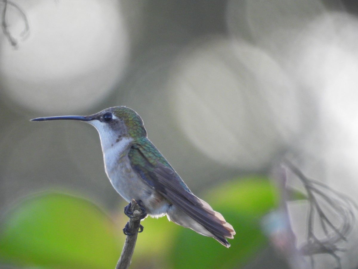 Ruby-throated Hummingbird - ML645478226