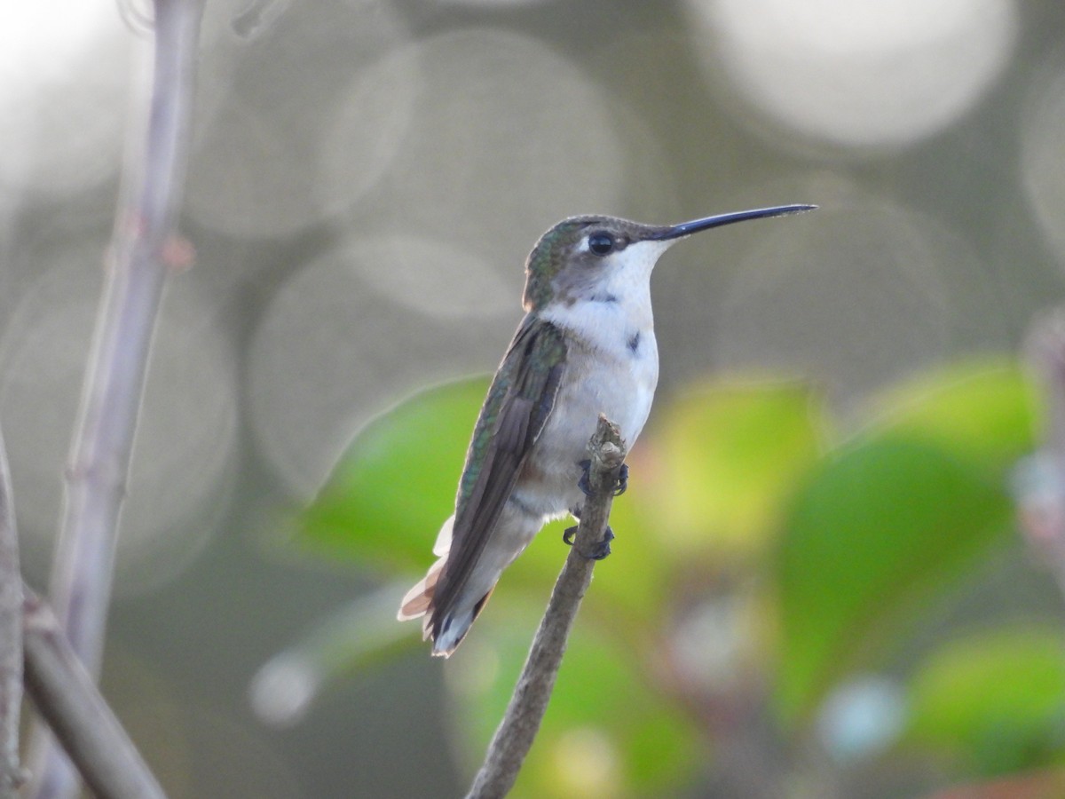 Ruby-throated Hummingbird - ML645478227