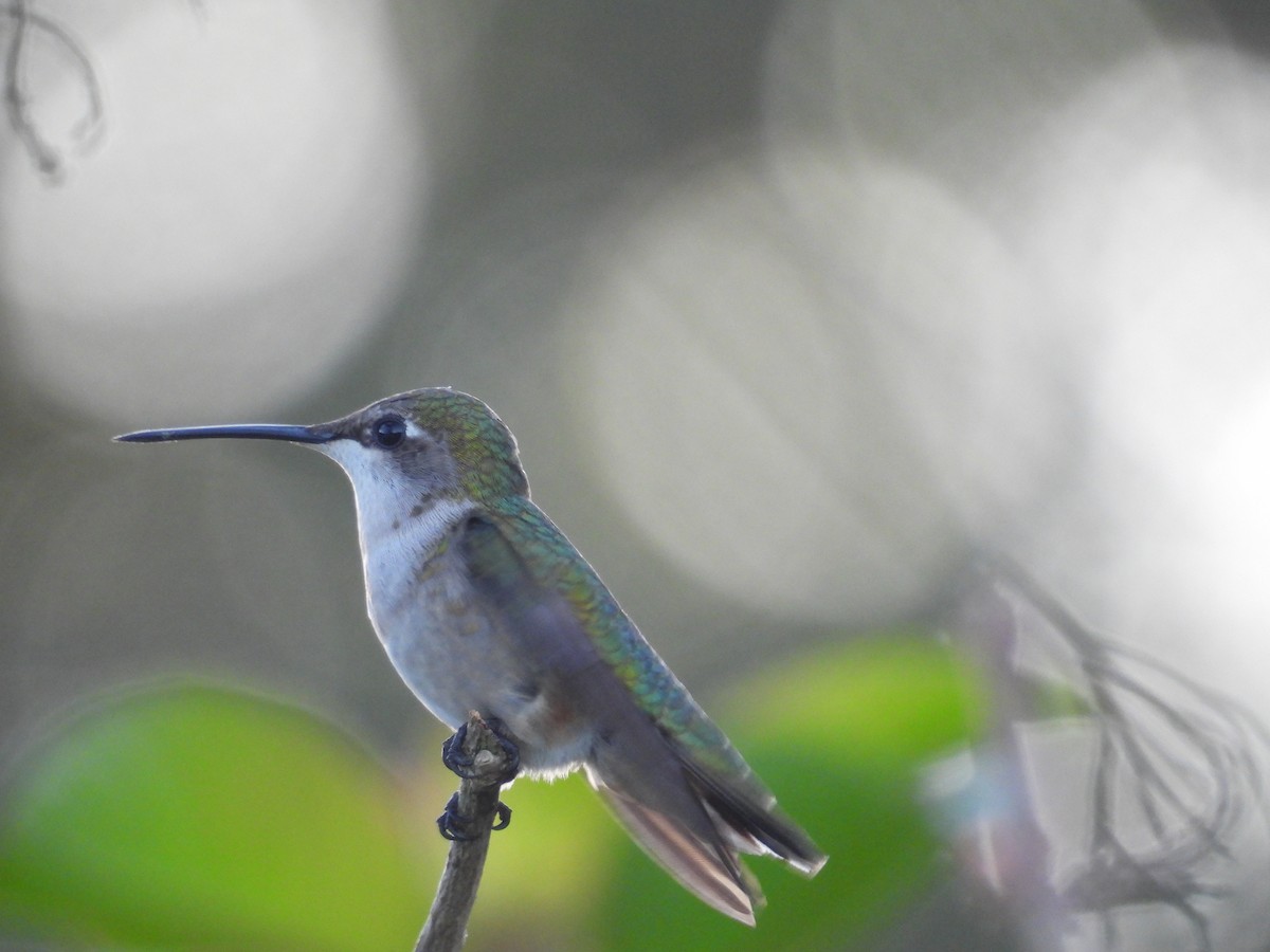 Ruby-throated Hummingbird - ML645478228