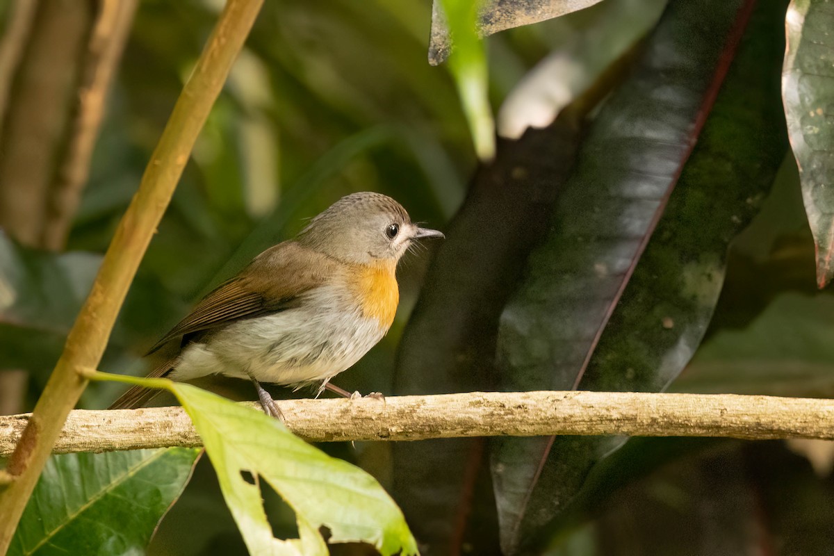 White-bellied Blue Flycatcher - ML645478230
