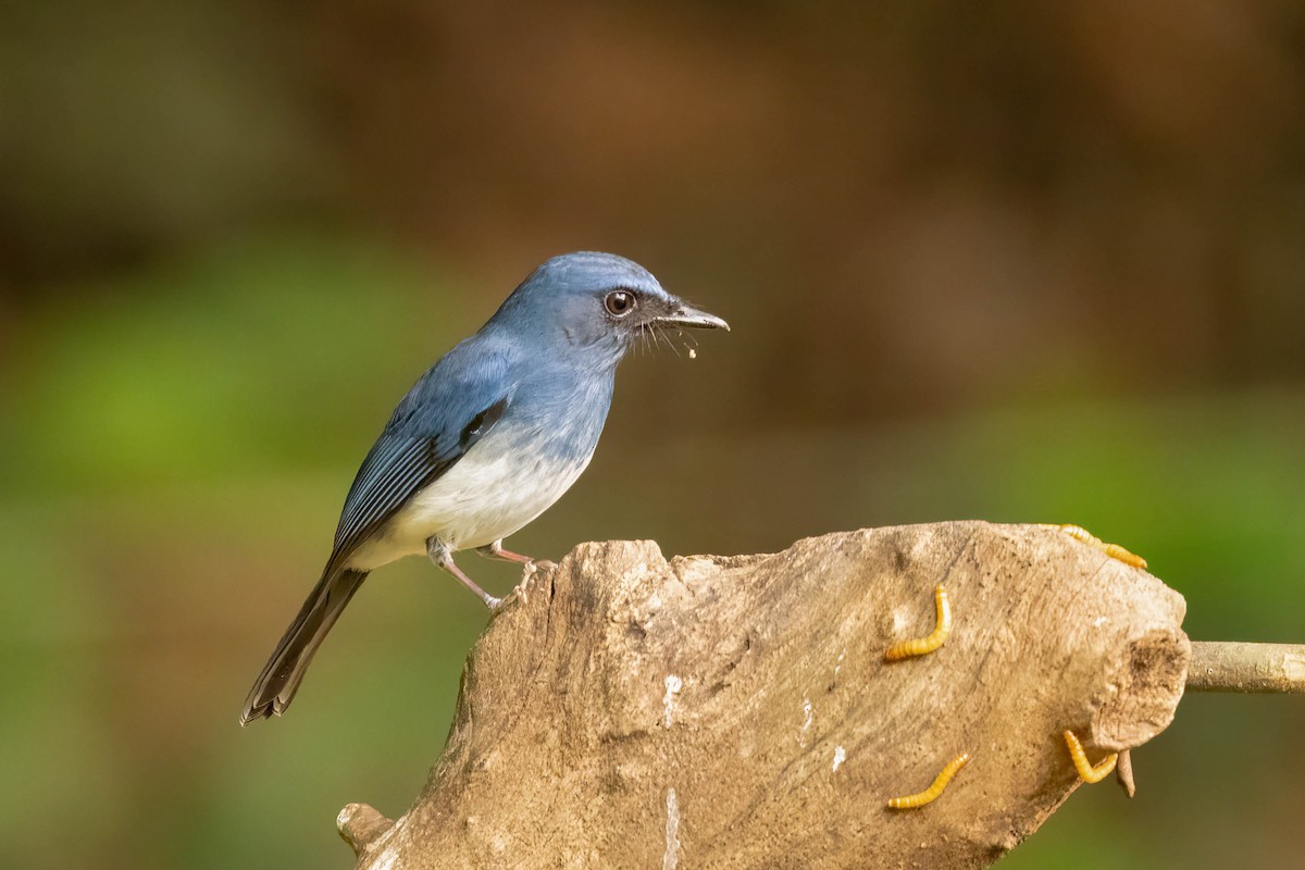 White-bellied Blue Flycatcher - ML645478233