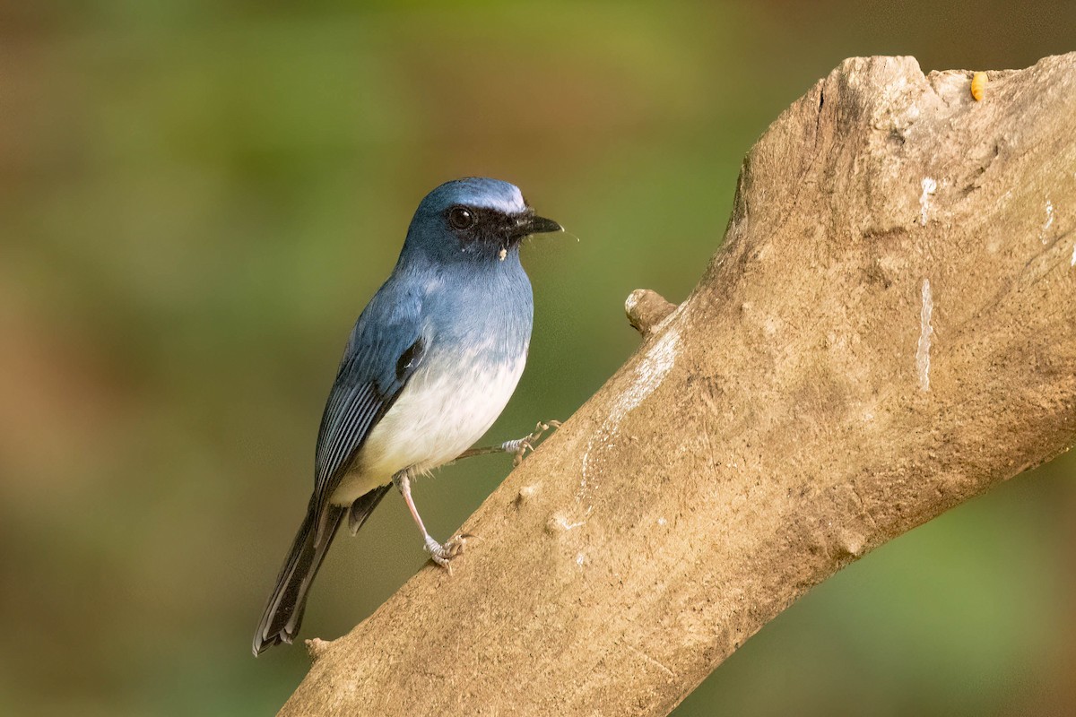 White-bellied Blue Flycatcher - ML645478234
