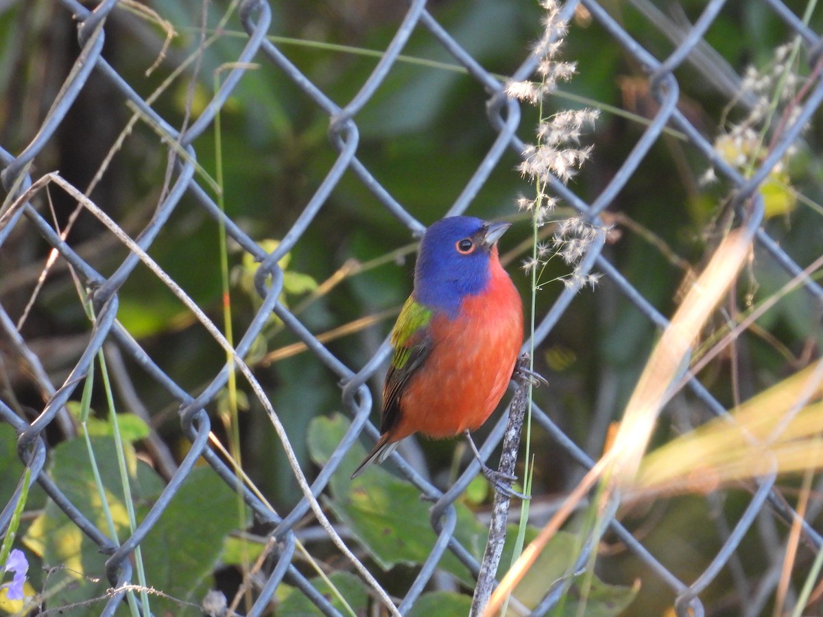 Painted Bunting - ML645478235