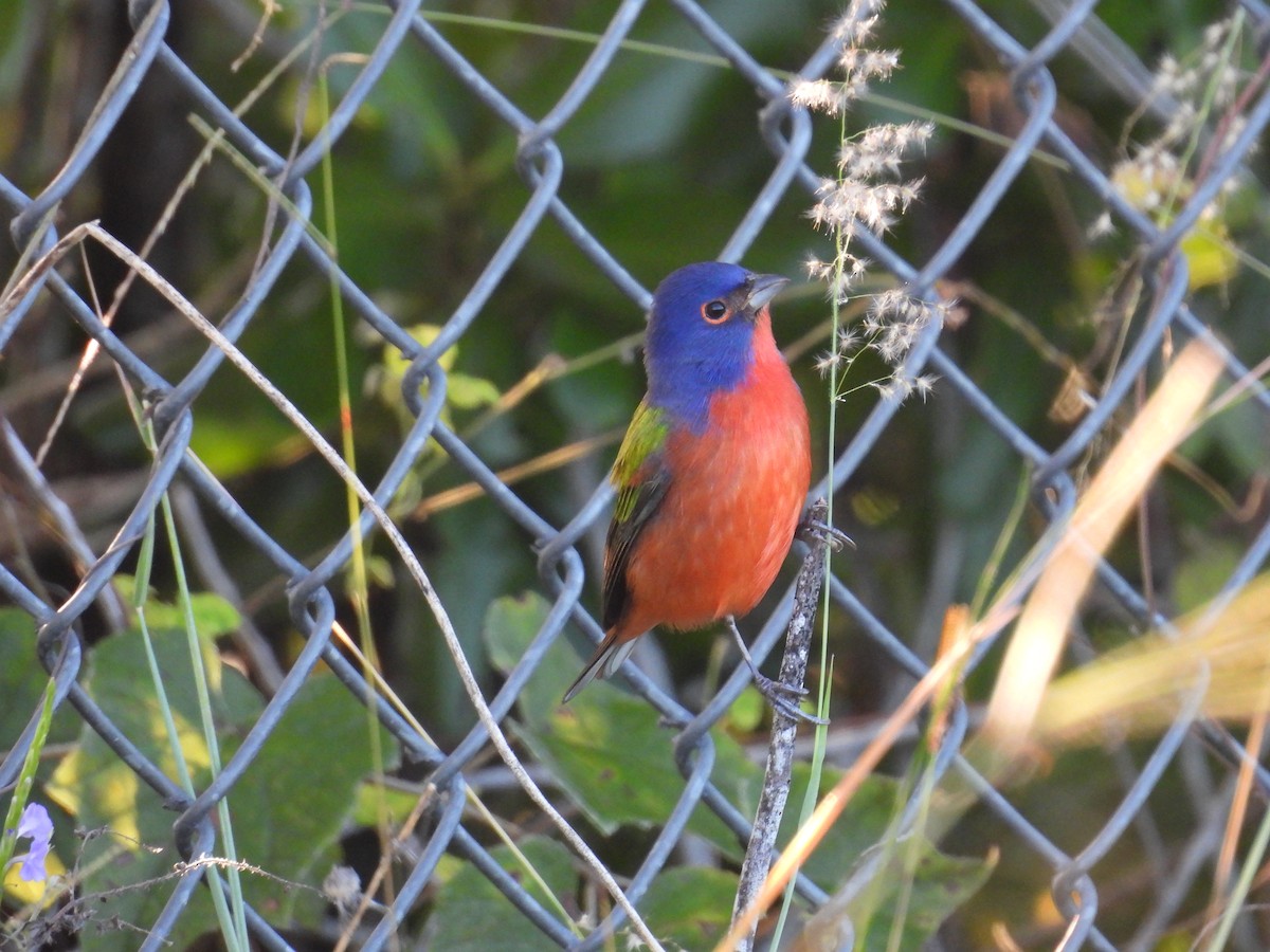 Painted Bunting - ML645478236