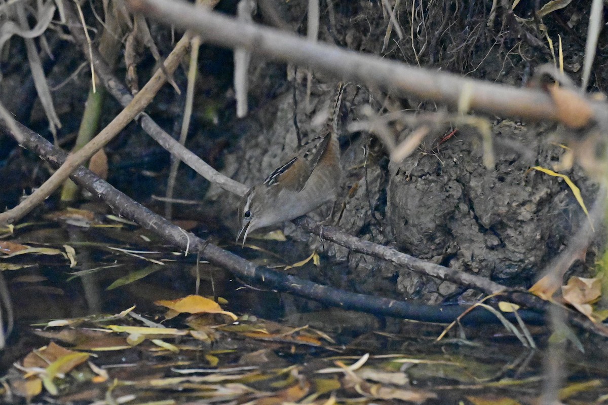 Marsh Wren - ML645478237