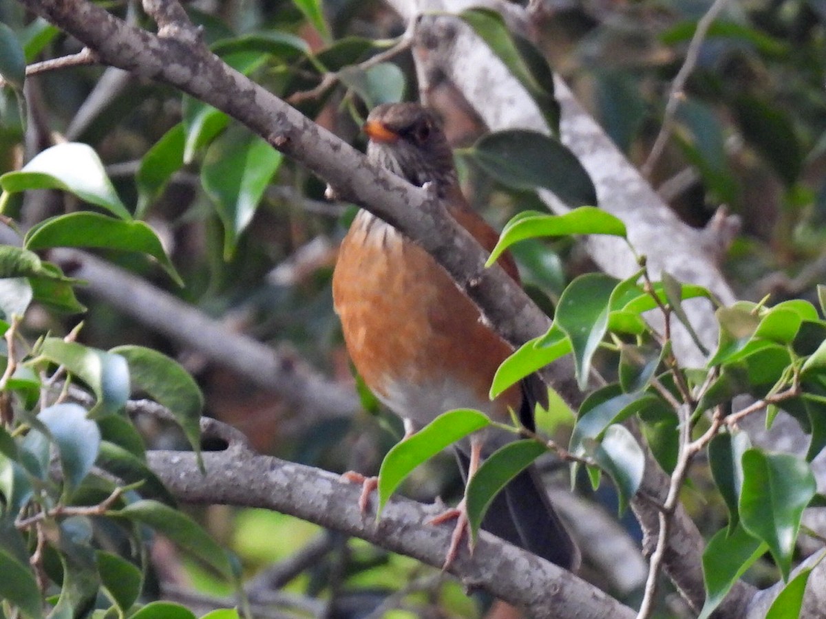 Rufous-backed Robin - ML645478238