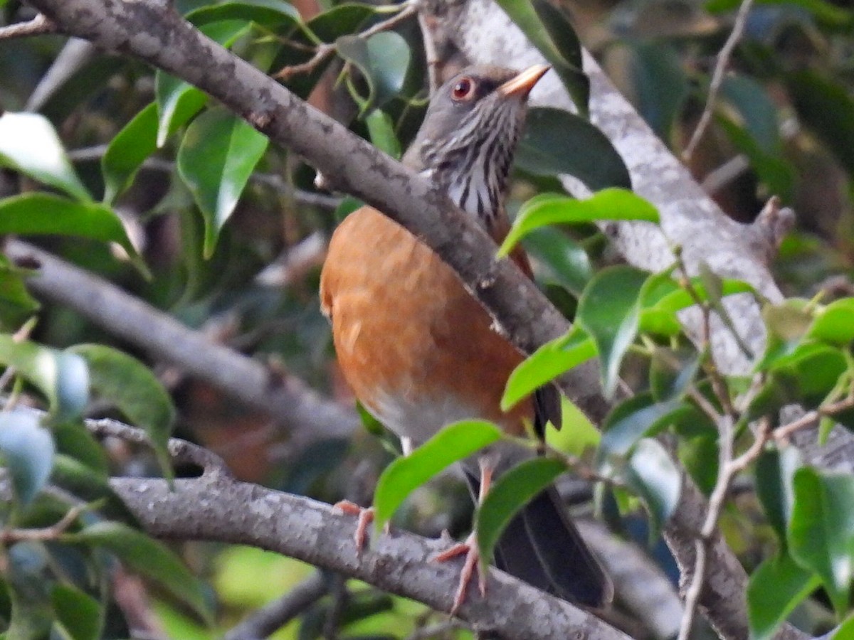 Rufous-backed Robin - ML645478239