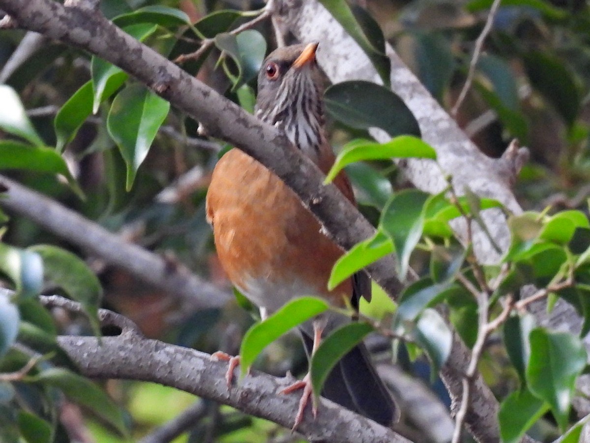 Rufous-backed Robin - ML645478240