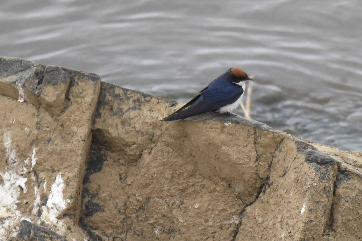 Wire-tailed Swallow - ML645478241