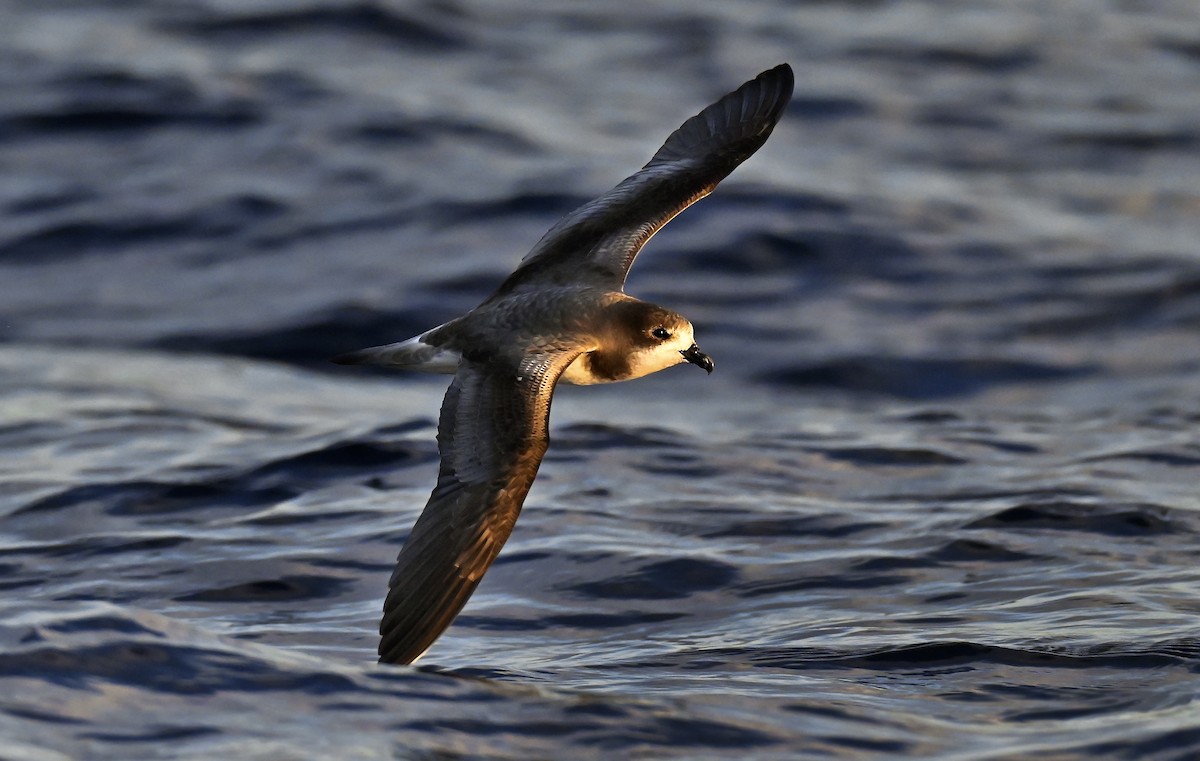 bermudapetrell - ML645478242