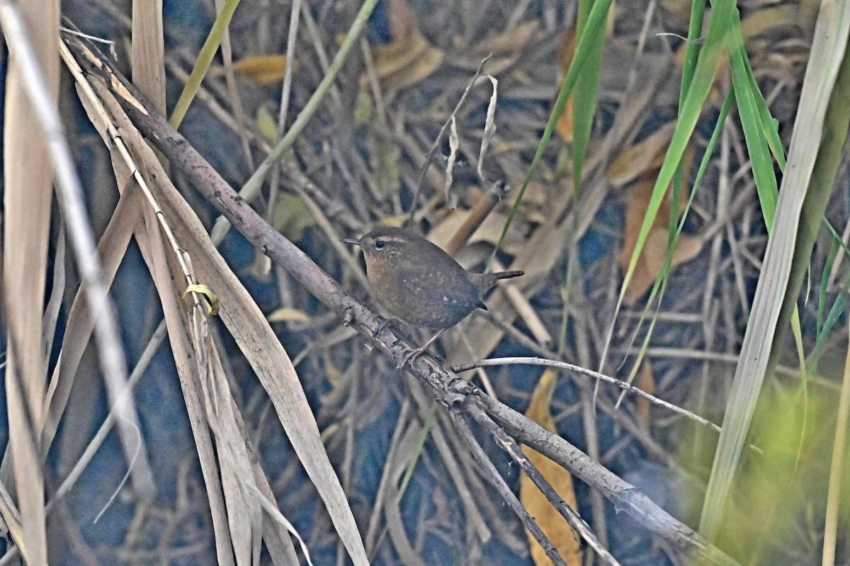 barsmett - ML645478249