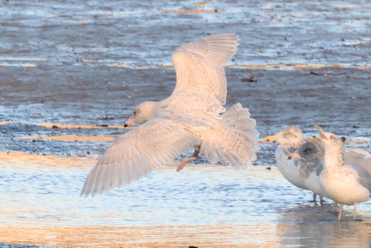 Gavión Hiperbóreo - ML645478252