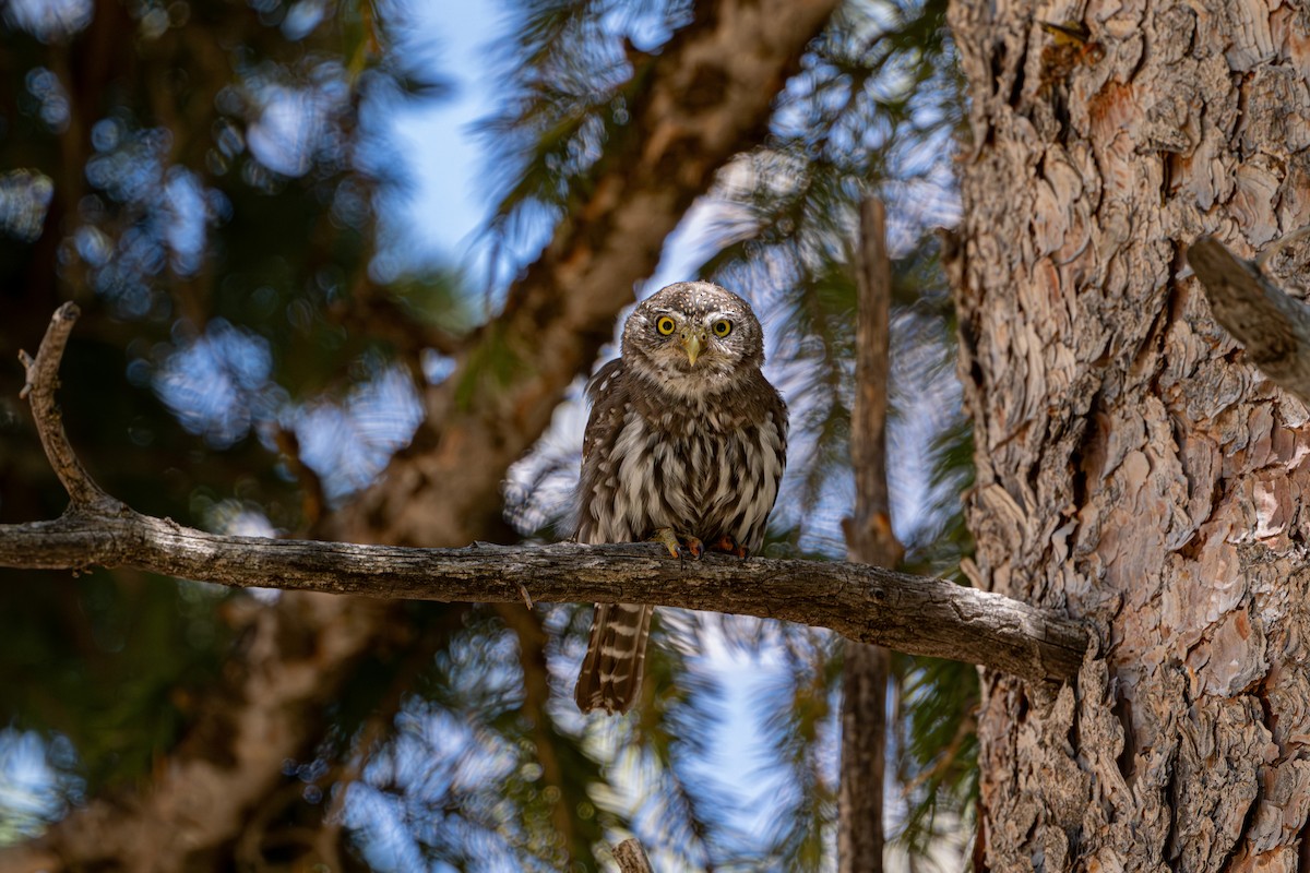 gnomugle (pinicola) - ML645478255