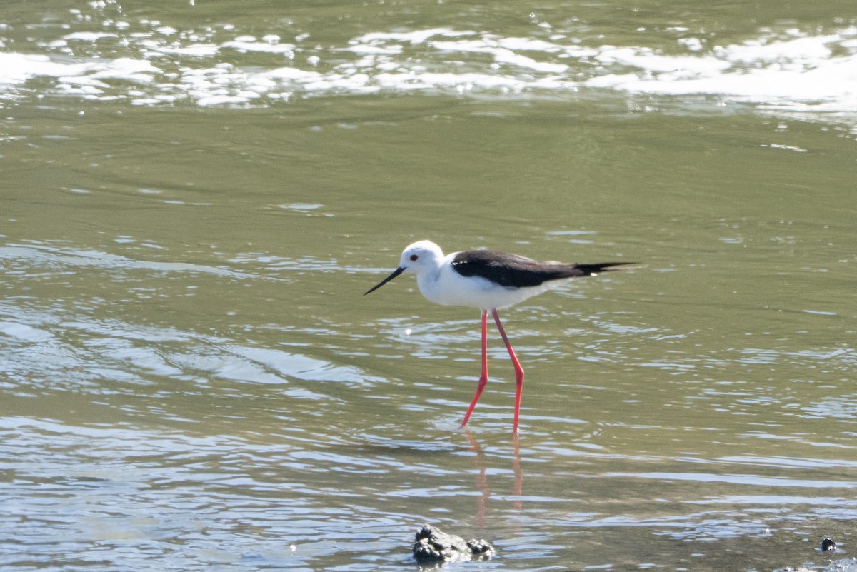 Zankaluze eurasiarra - ML645478257