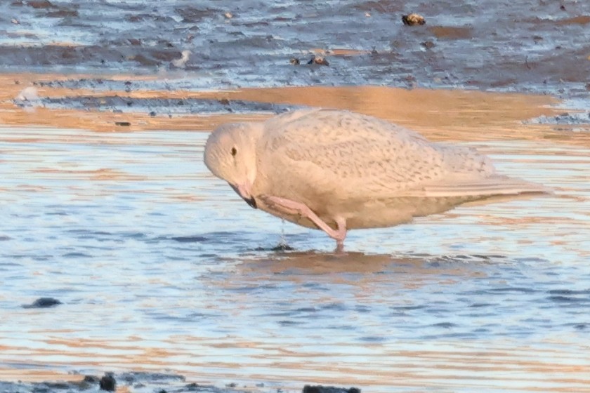 Gavión Hiperbóreo - ML645478260