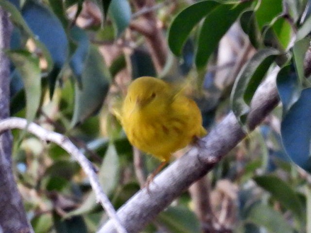 Northern Yellow Warbler - ML645478262