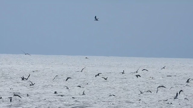 Streaked Shearwater - ML645478263