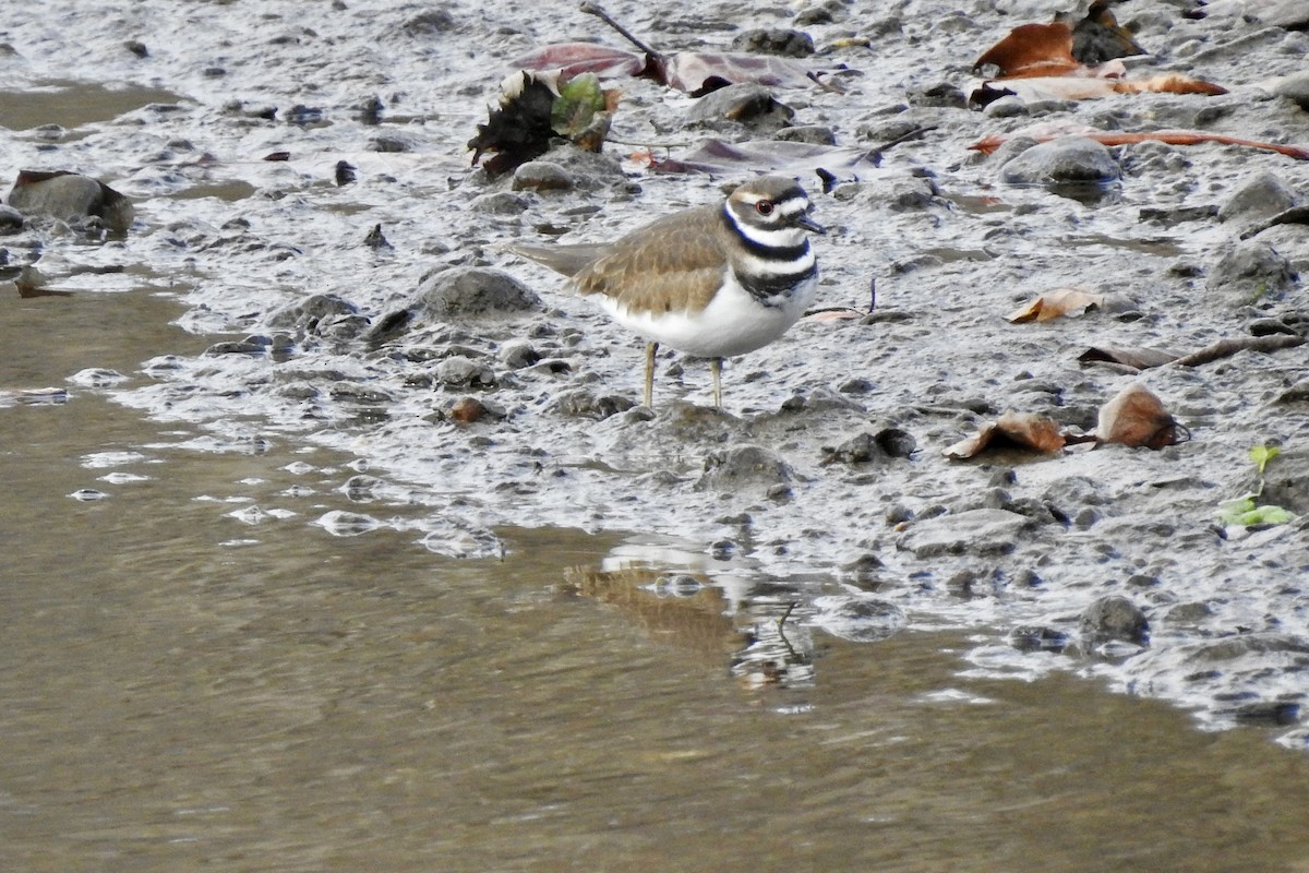 Killdeer - ML645478264