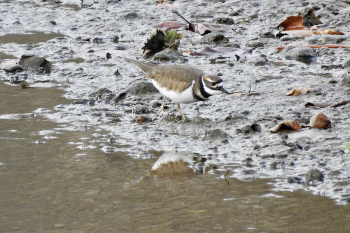 Killdeer - ML645478265