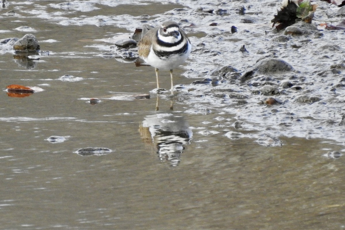 Killdeer - ML645478266