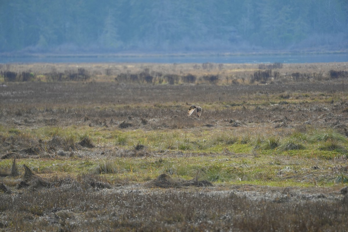 Short-eared Owl - ML645478274