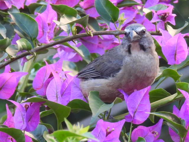 Cinnamon-bellied Saltator - ML645478292