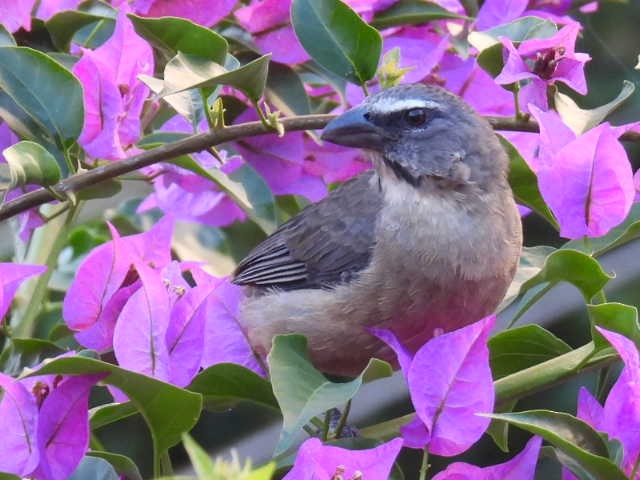 Cinnamon-bellied Saltator - ML645478294