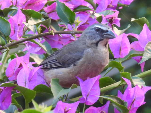 Cinnamon-bellied Saltator - ML645478295