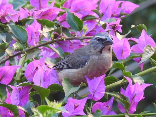 Cinnamon-bellied Saltator - ML645478296