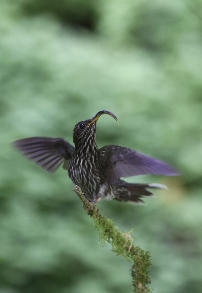 White-tipped Sicklebill - ML645478303