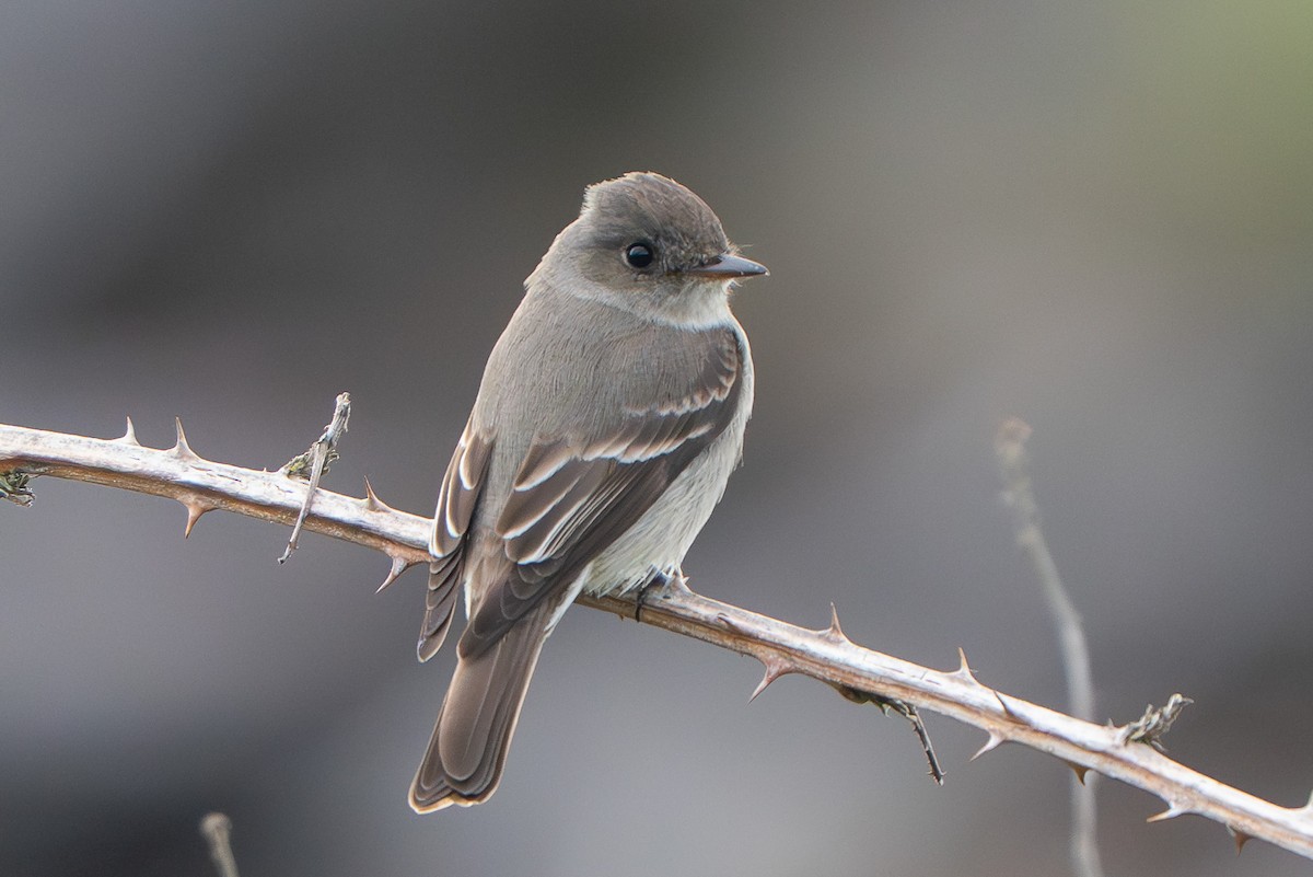 Blasskehl-Schnäppertyrann - ML645478309