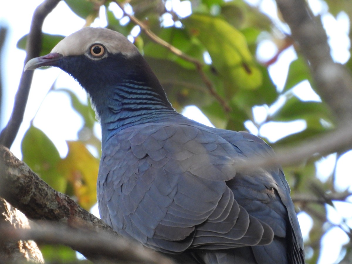 White-crowned Pigeon - ML645478311