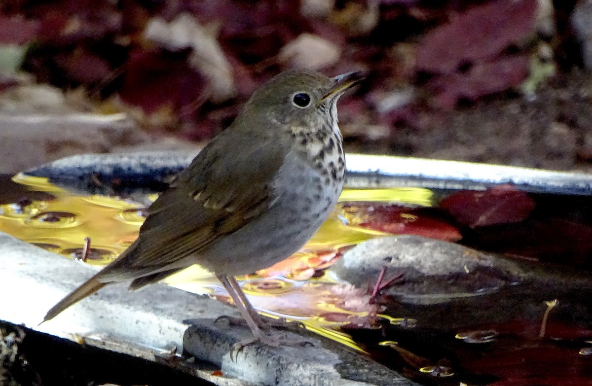 Hermit Thrush - ML645478313