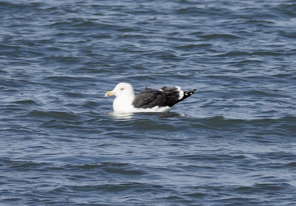 Büyük Kara Sırtlı Martı - ML645478320