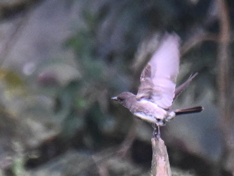 tyranovec severský - ML645478322