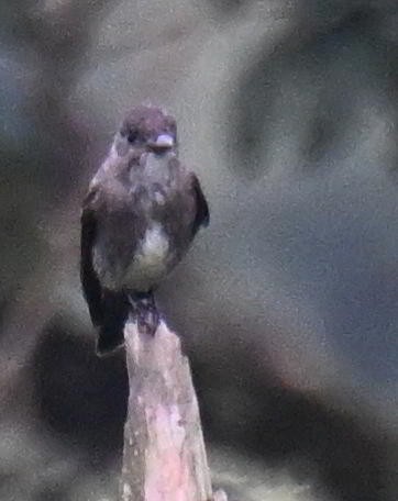 tyranovec severský - ML645478334