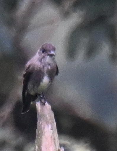 tyranovec severský - ML645478335