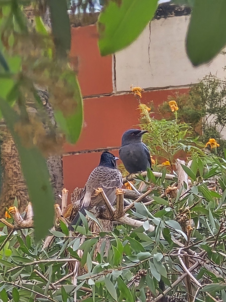 Black Drongo - ML645478341