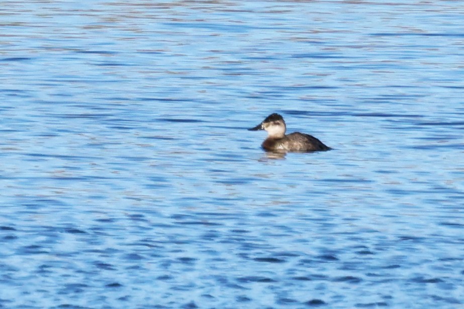 Malvasía Canela - ML645478342