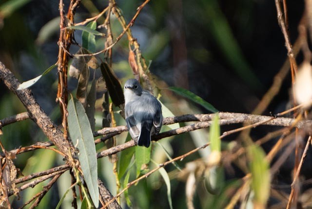 Голубая комароловка - ML645478346