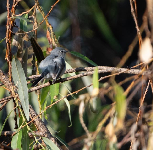 Голубая комароловка - ML645478347