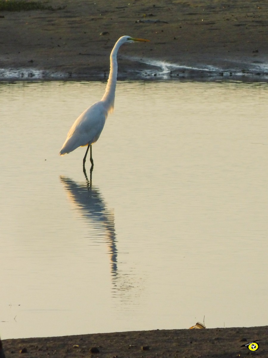 Silberreiher - ML645478348