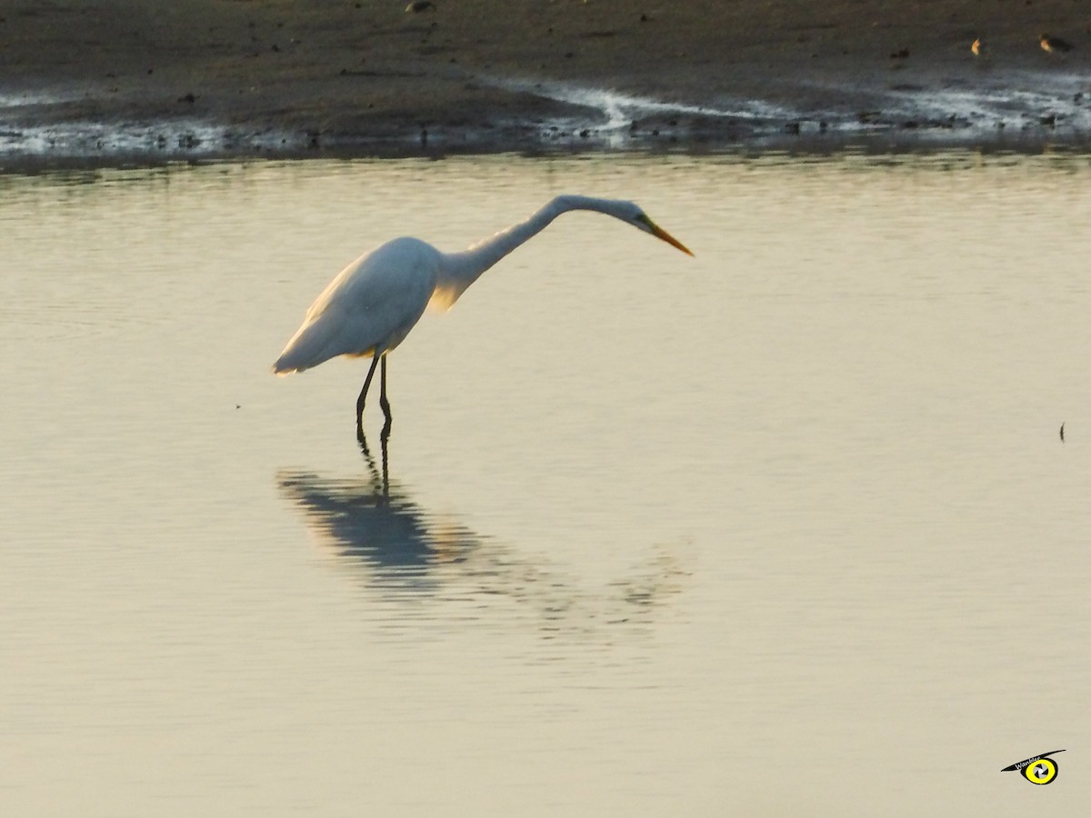 Silberreiher - ML645478349