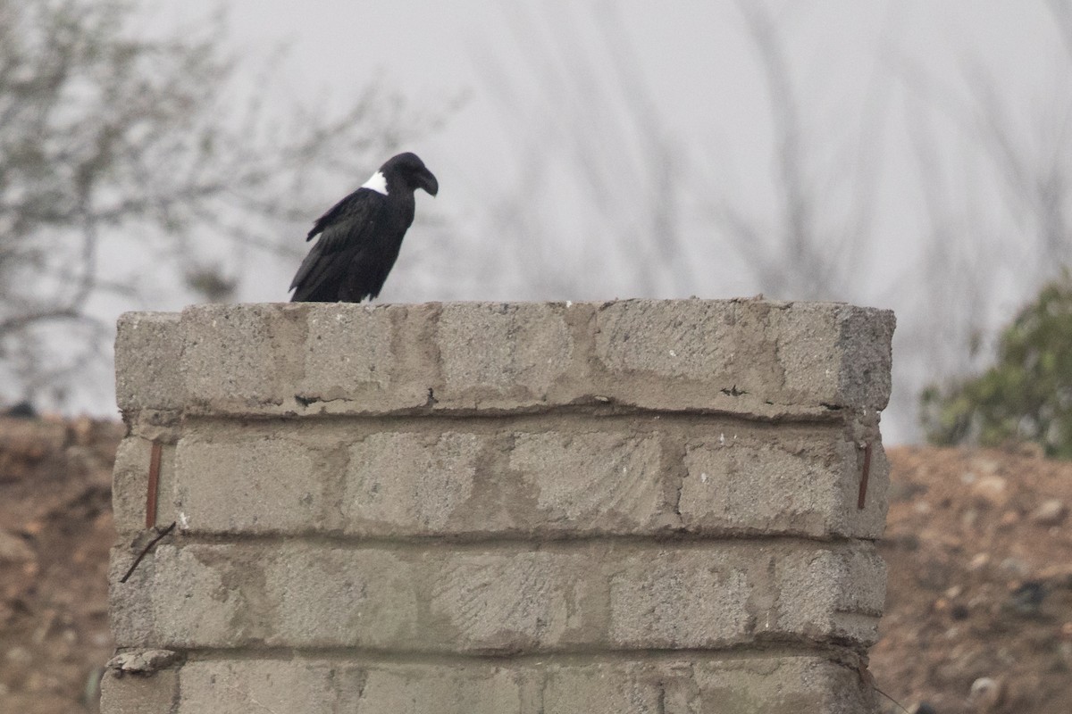 White-necked Raven - ML645478404