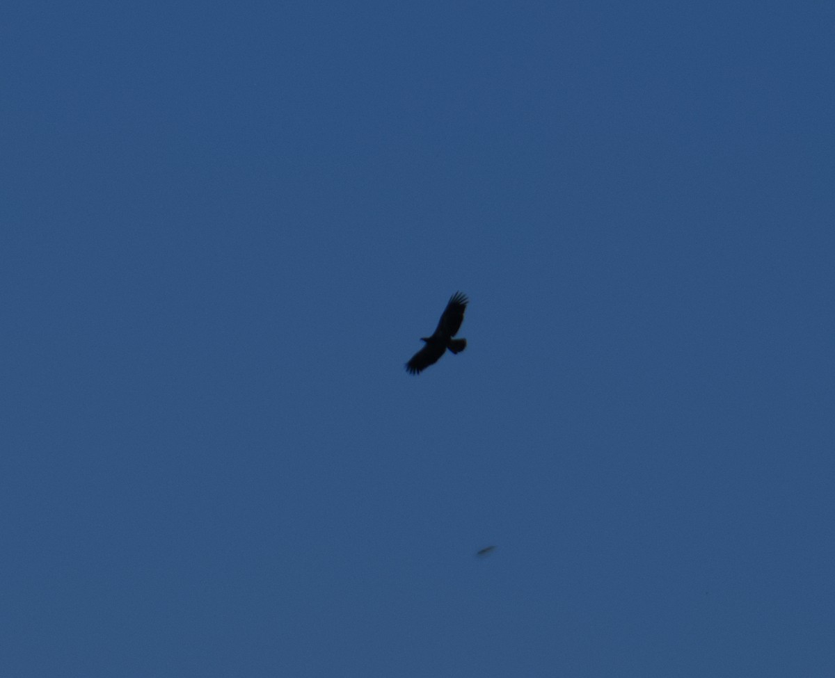 Bald Eagle - ML645478421