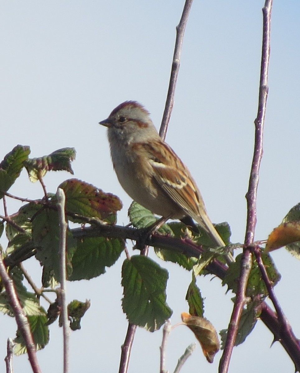 American Tree Sparrow - ML645478423
