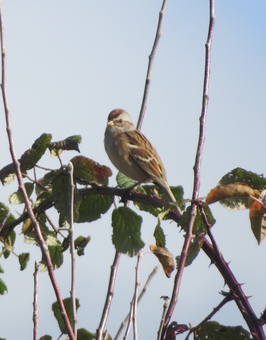 American Tree Sparrow - ML645478424
