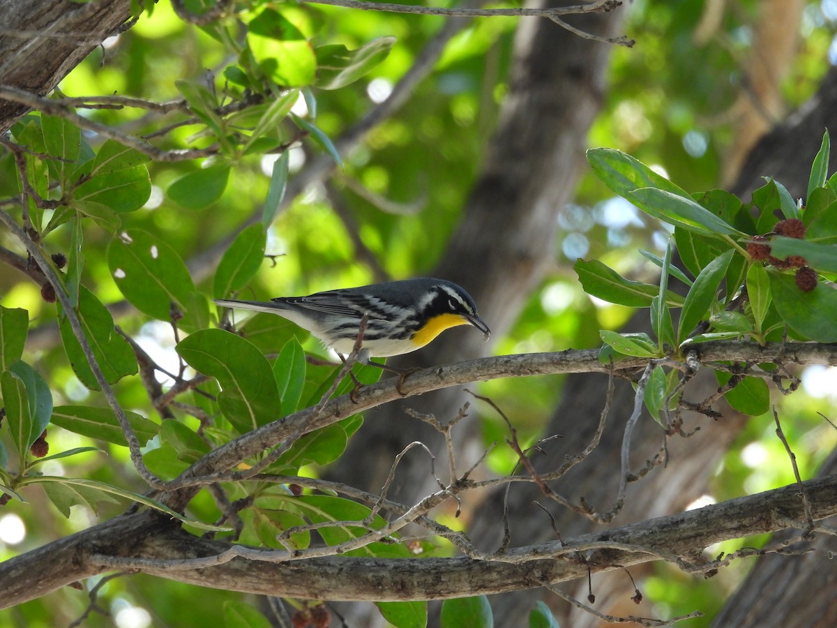 Yellow-throated Warbler - ML645478427