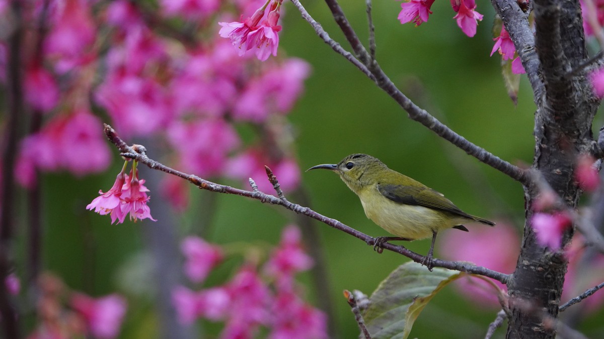 Fork-tailed Sunbird - ML645478433